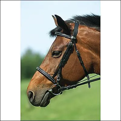 Cette muserolle est: