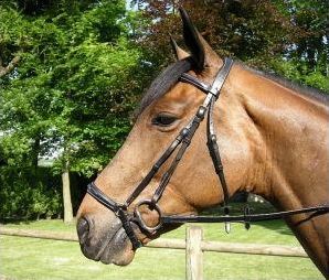 Quiz Galop 3