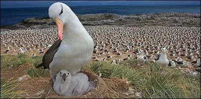 De qui sont les vers" Souvent pour s'amuser, les hommes d'équipage, prennent des albatros, vastes oiseaux des mers..."