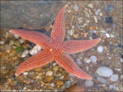 Beaucoup d'étoiles de mer sont carnivores :