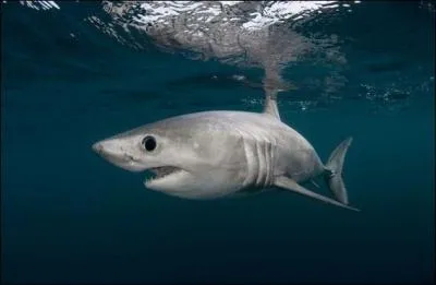 Quel est le nom de cet animal marin appelé aussi "veau de mer" ?