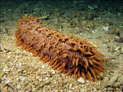 Je suis l'holothurie, mon corps et ma bouche sont entourés de tentacules, sous quel nom me connaît-on mieux ?
