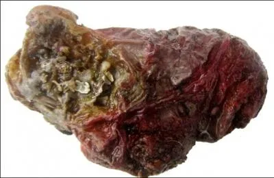 Parmi les fruits de mer, voici un violet, comment l'appelle-t-on aussi ?