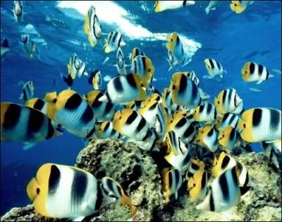 Sous l'océan, on peut trouver de petits animaux appelés...