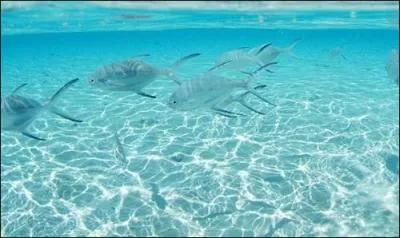 Lorsque l'eau de l'océan est plutôt propre, de quelle couleur est-elle ?