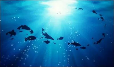 L'endroit le plus profond sous l'eau est...