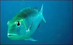 Quand avalez-vous la mer et ses poissons ?