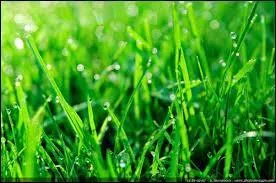 C'est la couleur de l'herbe et des feuilles, c'est...