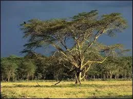 Je vis dans les savanes humides, je peux courir jusqu'à 80 km/h et j'ai de très longues pattes par rapport à mon corps. Qui suis-je ?