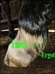 A quoi servent les fanons ? (Naturellement)