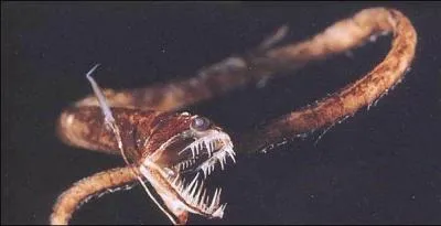 Quel est le nom de cet horrible poisson ?