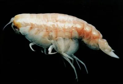 Comment s'appelle cette crevette ?