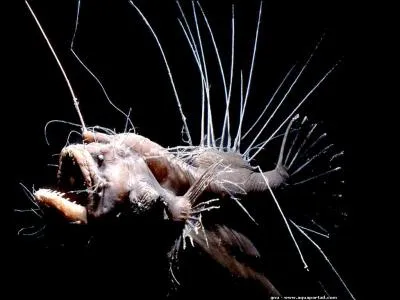 Comment s'appelle cet étrange animal ?