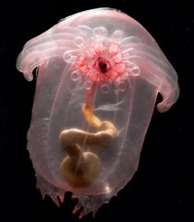 Quel nom donne-t-on à cette étrange méduse ?