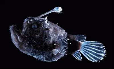 Comment appelle-t-on ce poisson ?