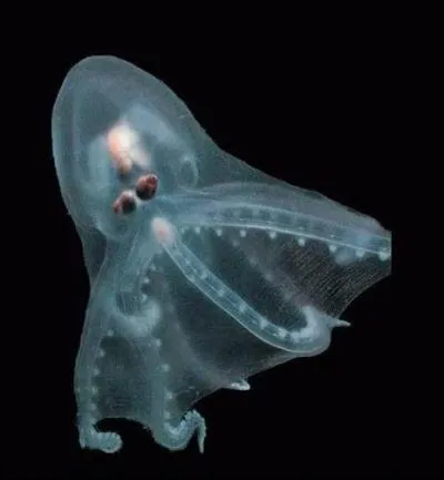 Quel est le nom de ce poulpe ?