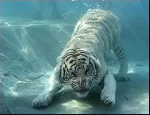 Les quarantièmes rugissants : Vents froids, violents se trouvent dans les mers australes.