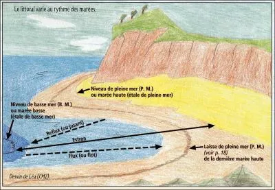 Les marées dont le coefficient est supérieur à 70 portent le nom de -----.