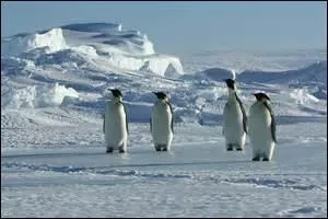 Dumont d'Urville découvrit la Terre-Adélie.
