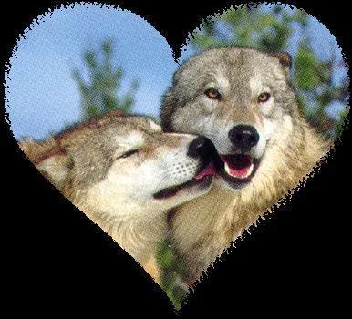 Comment appelle-t-on le loup qui dirige le clan ?