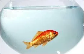 Les poissons rouges ont une mémoire qui n'excède pas une journée.