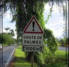 Le palmier est un arbre.