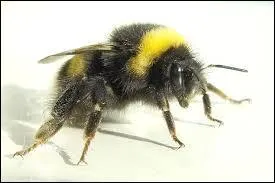 Les bourdons ne piquent pas.