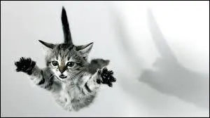 Les chats retombent toujours sur leurs pattes.