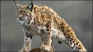Les lynx ont une très bonne vue.