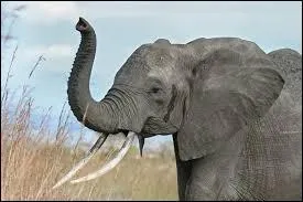 Les éléphants ont une excellente mémoire.