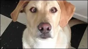 Lorsqu'on louche, les yeux peuvent rester bloqués.