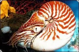 Comment s'appelle le céphalopode présent sur la photo ?