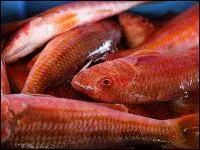 Ce poisson délicieux et fragile a une chair fine, maigre et d'un goût particulier. Sa couleur soutenue est un signe de fraîcheur. C'est...