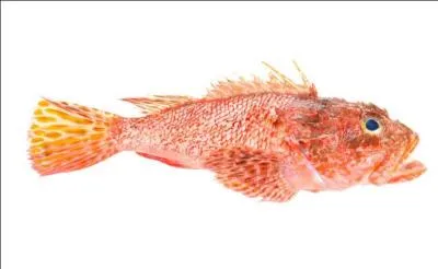 Ce poisson de roche vivant dans les profondeurs, notamment en mer Méditerranée, à la chair blanche et ferme, est l'ingrédient indispensable des soupes de poisson et de la bouillabaisse. C'est...