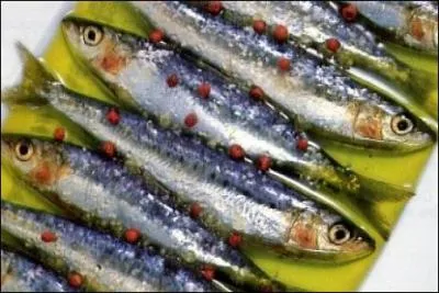 Plus elle est petite plus sa chair est savoureuse. Quel poisson de la Manche, classé mi-gras, peut être "pilchard" ?