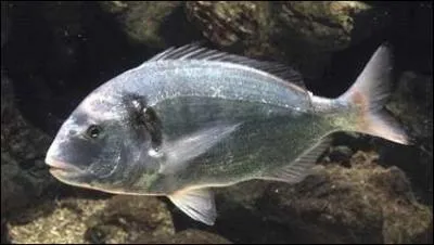 La plus belle espèce de la famille est munie de piquants sur le dos. Quel est ce poisson à la chair blanche, maigre, fine et très savoureuse ?