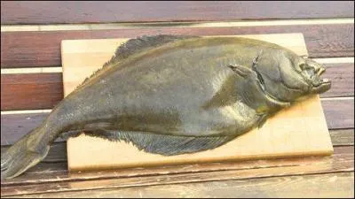 C'est le plus gros des poissons plats. Les yeux sont du côté droit du corps, le côté gauche étant complètement aveugle. Quel est ce poisson des eaux froides et profondes, à chair fine et très maigre ?