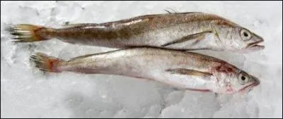 C'est le nom donné à divers poissons blancs sur les étals, tels le merlu ou le lieu.