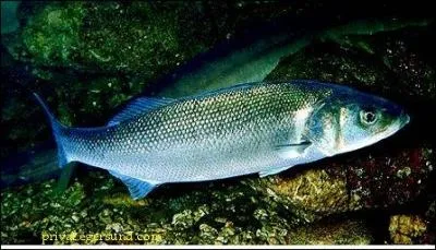 "Loup" en Méditerranée, "loubine" dans le bassin d'Arcachon, "drenek" en Bretagne ! Ce poisson aux multiples appellations est :