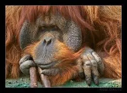 Malais - Le nom "orang-outan" vient du malais "orang hutan" qui signifie...