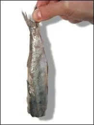 Néerlandais - Le mois de juin est le moment idéal pour déguster les "maatjes", les premiers harengs de la saison. Qu'est-ce qu'un "maatje" aux Pays-Bas ?