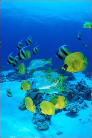 Mélange liquide aromatique pour faire macérer viandes et poissons :