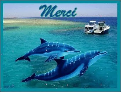 Tricot à rayures horizontales étroites et bicolores :