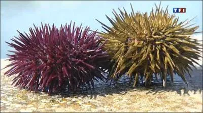 Selon un proverbe espagnol, il faut prier trois fois avant de se marier. Combien de fois faut-il le faire avant de s'aventurer en mer ?