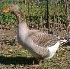 Le mot commence par Mer...