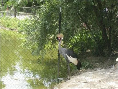 Quel est cet oiseau ?