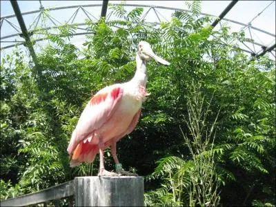 Quel est cet oiseau ?