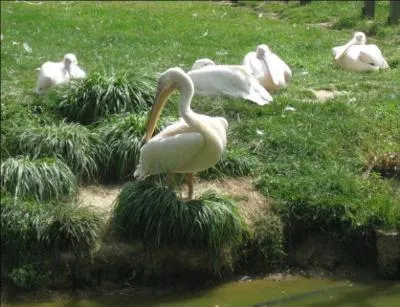 Quel est cet oiseau ?