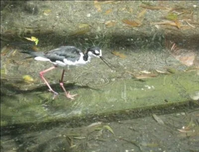 Quel est cet oiseau ?