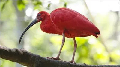 Quel est cet oiseau ?